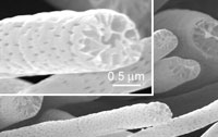 black and white cells
